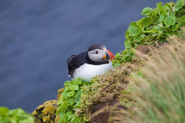 ATV Volcano & Puffin tour - Puffin westman Islands